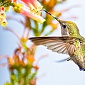 【Zoologist】Hummingbird (動物學家：蜂鳥)7.jpg