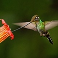 【Zoologist】Hummingbird (動物學家：蜂鳥)6.jpg