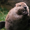 【Zoologist】Beaver 2014 (海狸)8.jpg