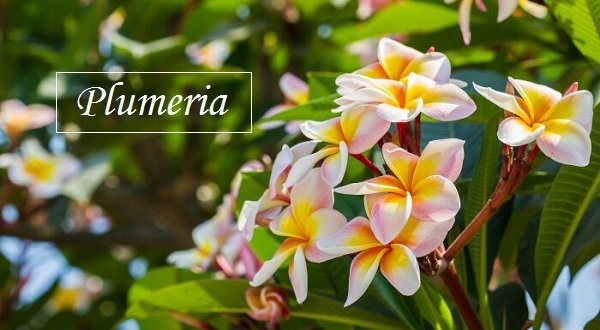 【La Ong Thai Perfume】Plumeria (雞蛋花)3.jpg