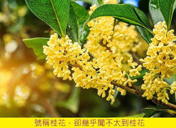 【The Merchant of Venice】Osmanthus (桂花)4.jpg