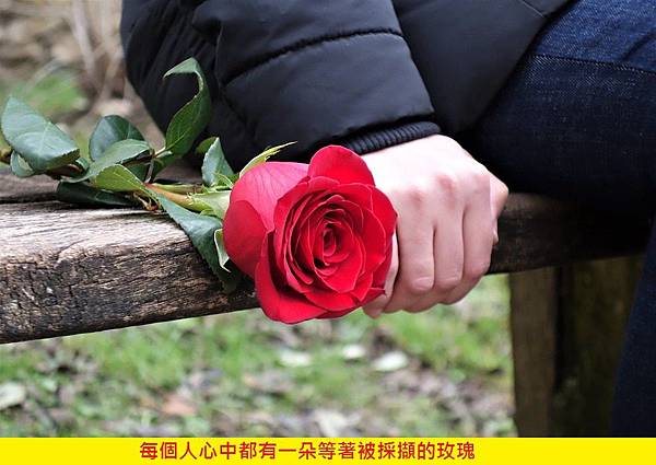 【FloraÏku】Just A Rose (唯是玫瑰)5.jpg