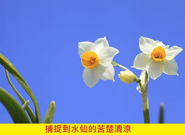 【MEMO PARIS】Shams Narcissus (光之沉香-水仙)5.jpg