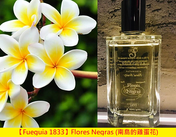 【Fueguia 1833】Flores Negras (南島的雞蛋花)1.png