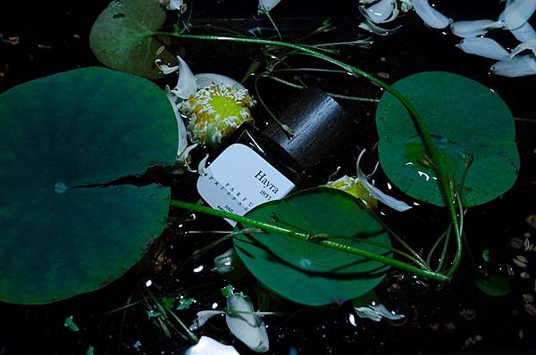 【PARFUM PRISSANA】Hayra (兩棲海拉)1.jpg 【PARFUM PRISSANA】Hayra (兩棲海拉)1.jpg