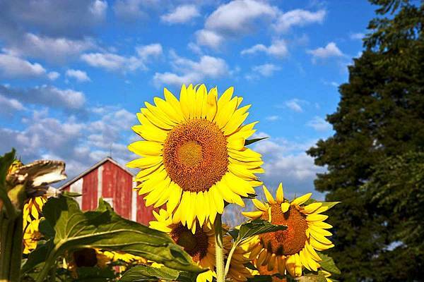 【Eric Buterbaugh】Nick’s Sunflower (尼克的向日葵)9.jpg