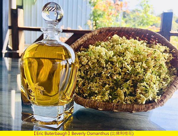 【Eric Buterbaugh】Beverly Osmanthus (比佛利桂花)1.jpg 【Eric Buterbaugh】Beverly Osmanthus (比佛利桂花)1.jpg