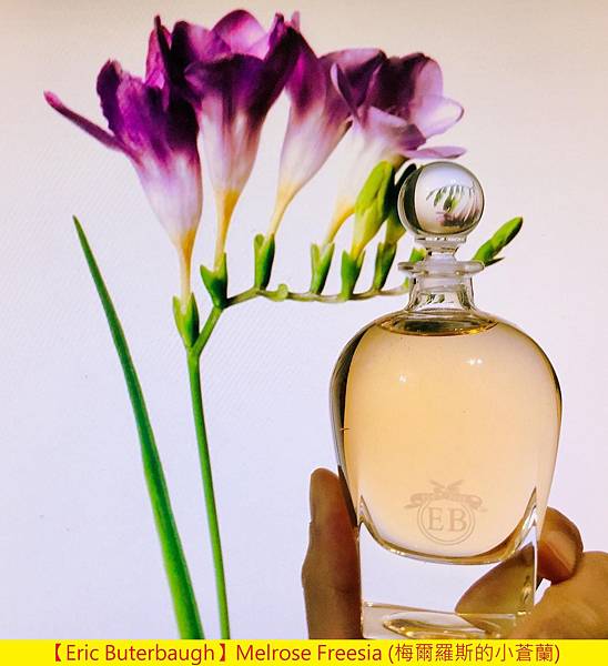 【Eric Buterbaugh】Melrose Freesia (梅爾羅斯的小蒼蘭)1.jpg 【Eric Buterbaugh】Melrose Freesia (梅爾羅斯的小蒼蘭)1.jpg
