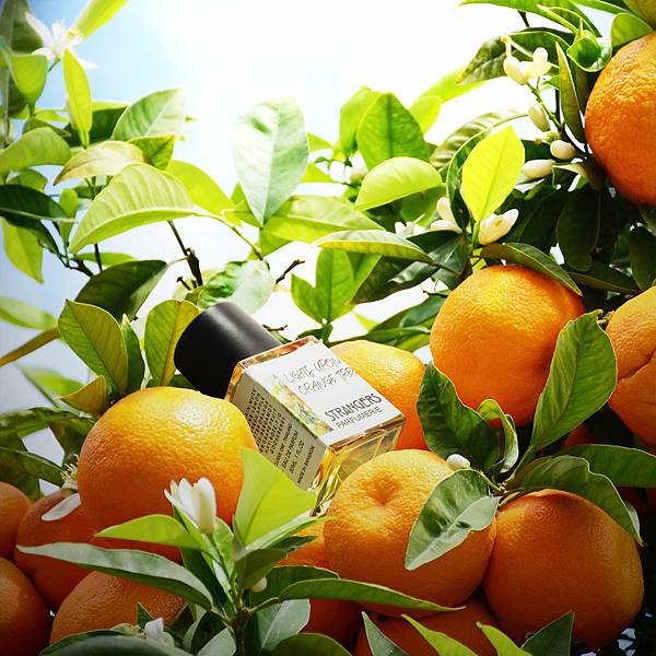 【Strangers Parfumerie】Lights Upon Orange Tree (橙樹之光)1.jpg