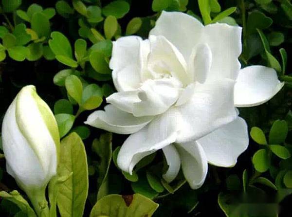 【Goutal Paris】Gardenia Passion (熱情花園)6.jpg