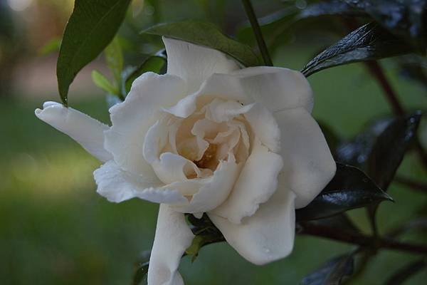 【Goutal Paris】Gardenia Passion (熱情花園)7.JPG