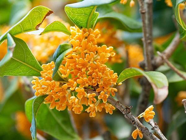 【Exaltatum】Osmanthus Noble (貴族桂花)8.jpg