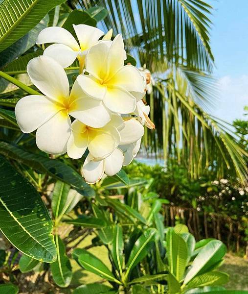 【Kimature】Frangipani (雞蛋花) 4.jpg