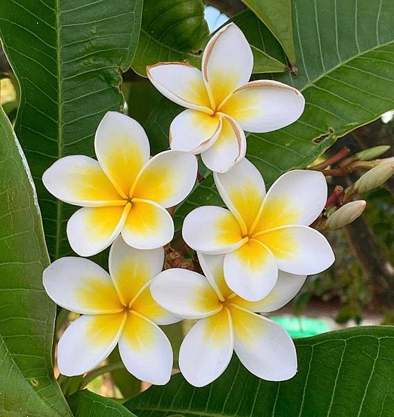 【Kimature】Frangipani (雞蛋花) 3.jpg