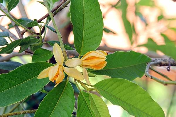 【Kimature】Magnolia Champaca (金玉蘭)5.jpg