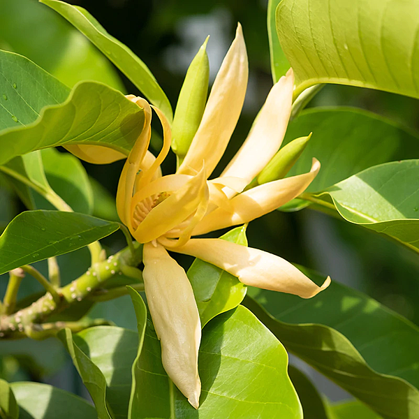 【Kimature】Magnolia Champaca (金玉蘭)2.png