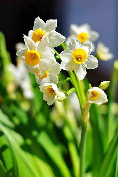 【Kimature】Narcissus (水仙花)4.jpg