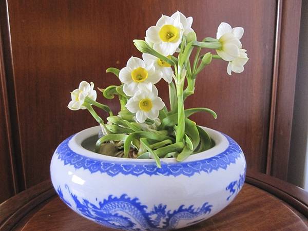 【Kimature】Narcissus (水仙花)5.jpg