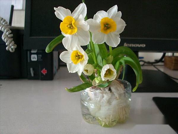 【Kimature】Narcissus (水仙花)6.jpg