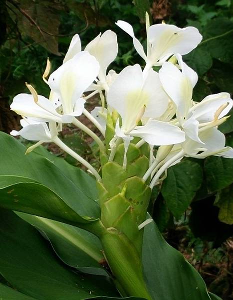 【Kimature】Ginger Lily (白薑花野薑花2.jpg