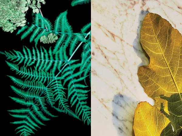 【Dries Van Noten】Santal Greenery (綠檀)2.png