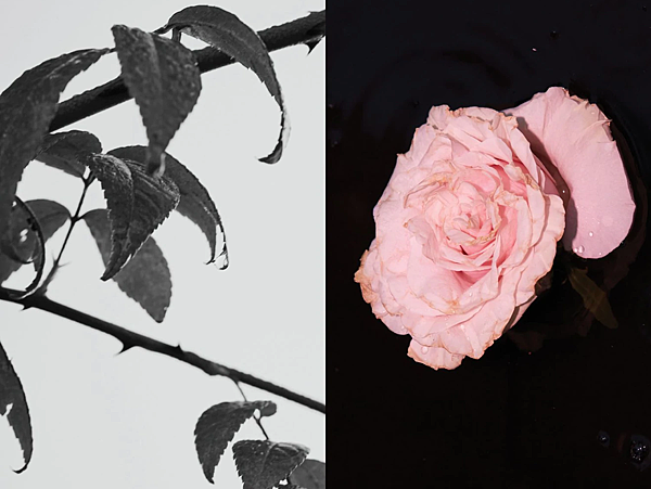 【Dries Van Noten】Rosa Carnivora (肉食玫瑰)5.png