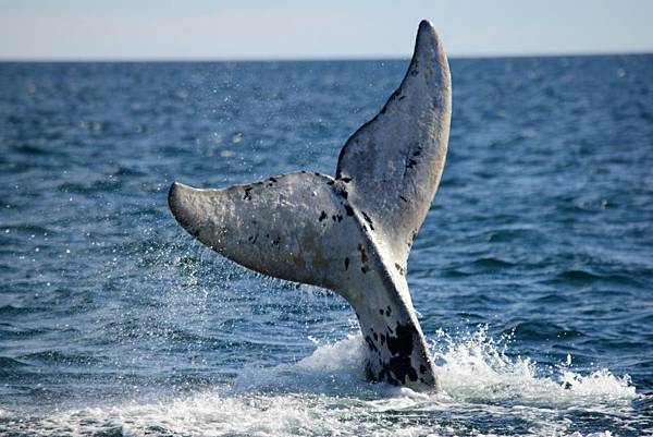 【Masque Malino】White Whale (白鯨)3.jpg