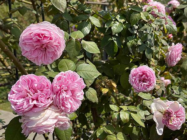【House of Matriarch】Mother of All Roses (玫瑰之母)5.jpg