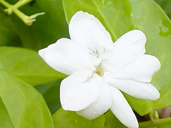 【Ormonde Jayne】Sampaquita (茉莉花桑巴吉塔) 3.png