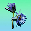 【TRNP】Blue Lotus Darjeeling (藍蓮大吉嶺) 6.png