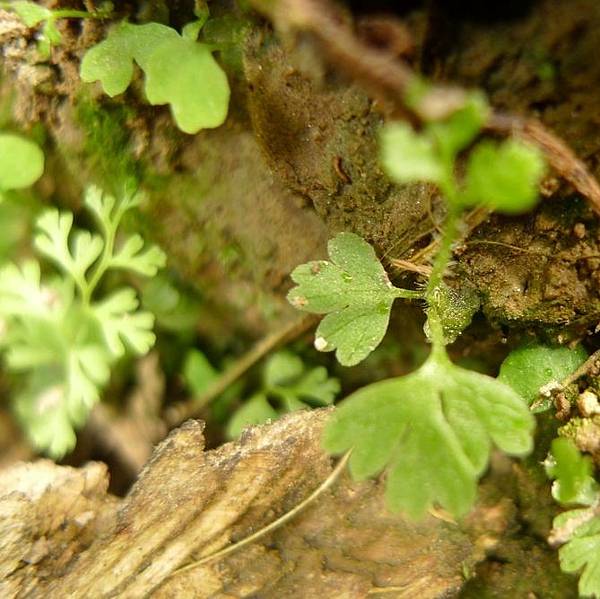 【YILI Olfactory Art】妇 (Fougère Mama) 4.jpg 【YILI Olfactory Art】妇 (Fougère Mama) 4.jpg