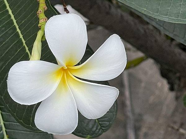 【Byermia Fragrance】Ambrosia (天堂甘露)7.jpg 【Byermia Fragrance】Ambrosia (天堂甘露)7.jpg