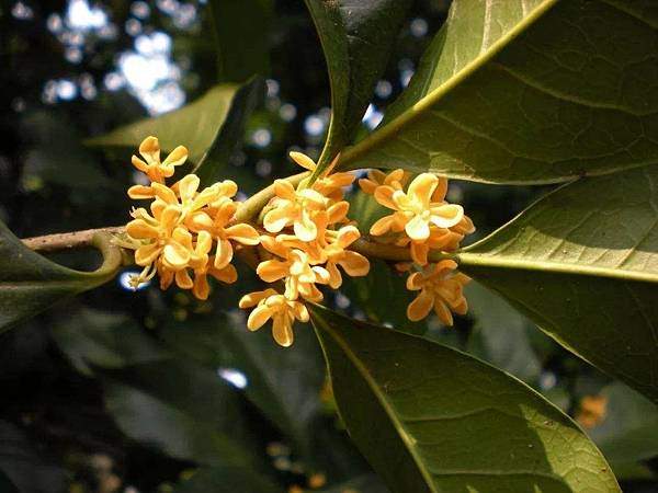 【Ibrahim Fuhaid】Osmanthud (桂花烏木)3.jpg 【Ibrahim Fuhaid】Osmanthud (桂花烏木)3.jpg