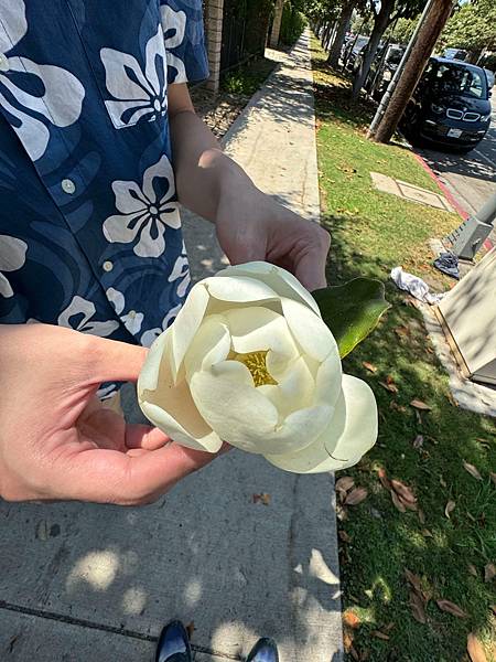 【fūm】Jurassic Flower (侏儸紀之花)2.jpg