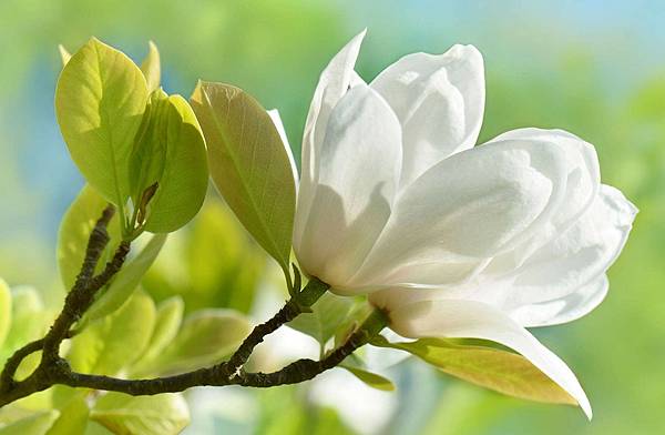 【fūm】Jurassic Flower (侏儸紀之花)6.jpg