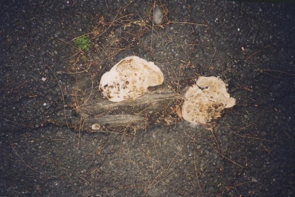 從柏油路面破洞中的樹根長出的菇