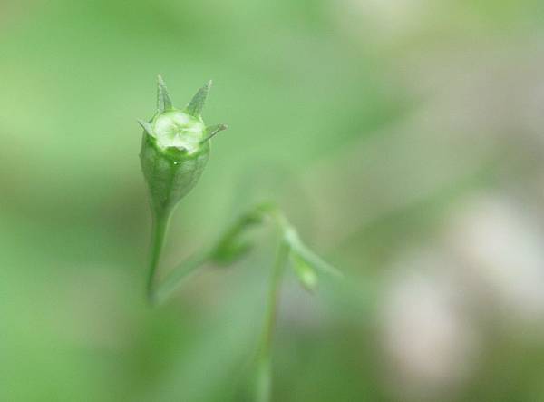 細葉蘭花參果