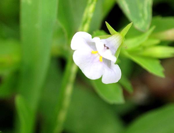 泥花草