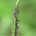 芒穗鴨嘴草