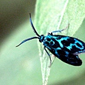 蓬萊藍紋斑蛾 2