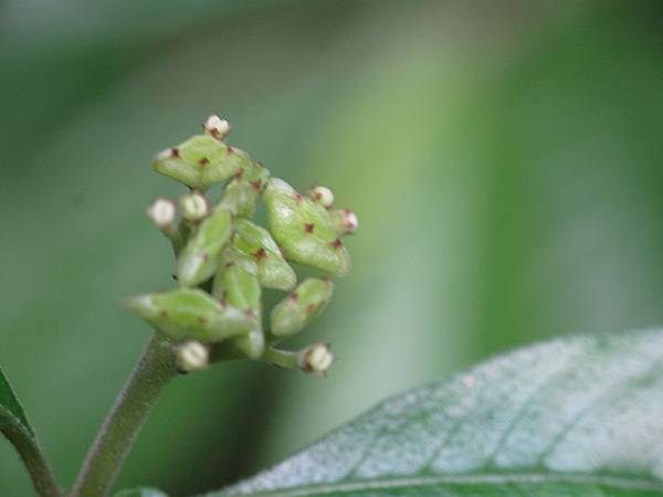 白花蛇根草果