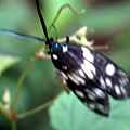 蓬萊茶斑蛾