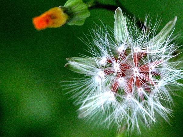 黃鵪菜果