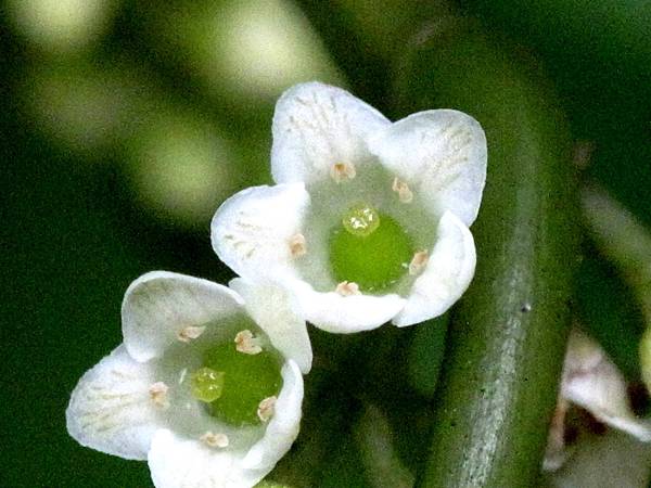 台灣山桂花2