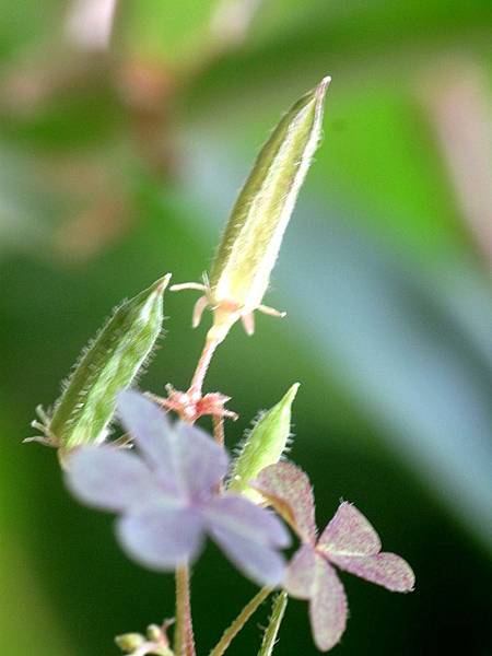 黃花醡漿草.jpg