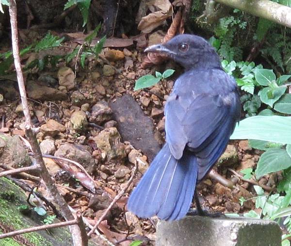 紫嘯鶇10 紫嘯鶇10