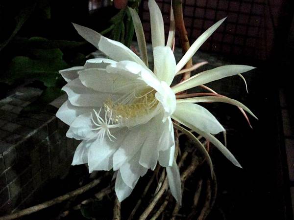 曇花.jpg 曇花.jpg