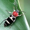 紅領虎天牛13.jpg