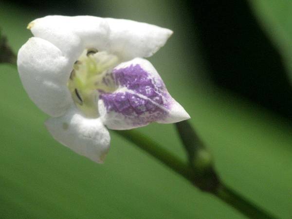小花十萬錯.jpg 小花十萬錯.jpg