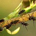 楓香枝上的蚜蟲.jpg